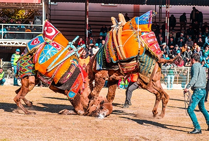  Традиционная борьба верблюдов поселка Кумлуджа